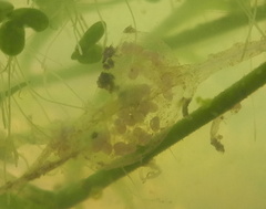 Ampullaceana balthica