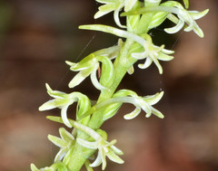 Platanthera transversa