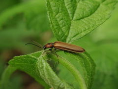 Denticollis linearis