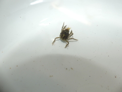 Acanthonyx lunulatus