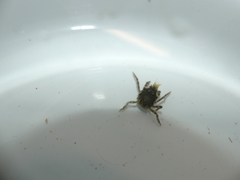 Acanthonyx lunulatus