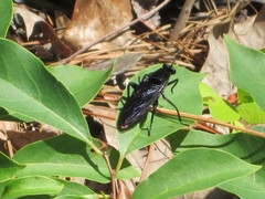 Mydidae