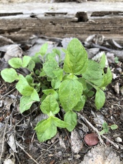 Calyptocarpus vialis