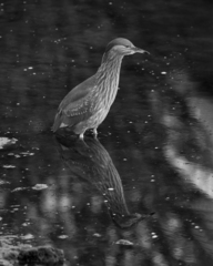Nycticorax nycticorax obscurus