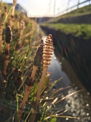 Equisetum arvense