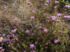 Monardella purpurea