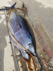 Thunnus thynnus