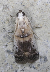Acrobasis tumidulella