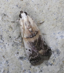 Acrobasis tumidulella