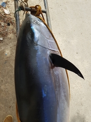 Thunnus thynnus