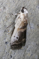 Acrobasis tumidulella