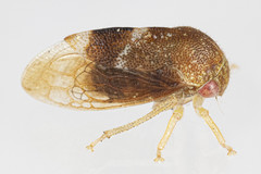 Cyrtolobus maculifrontis