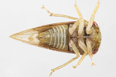 Cyrtolobus maculifrontis