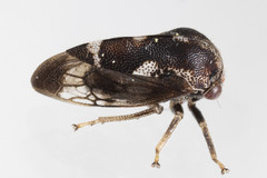 Cyrtolobus pallidifrontis