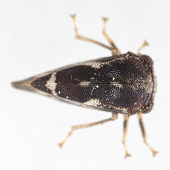 Cyrtolobus pallidifrontis