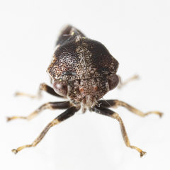 Cyrtolobus pallidifrontis