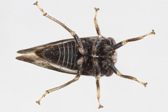 Cyrtolobus pallidifrontis