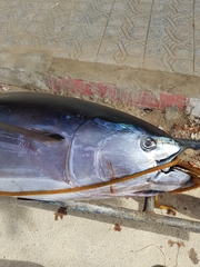 Thunnus thynnus