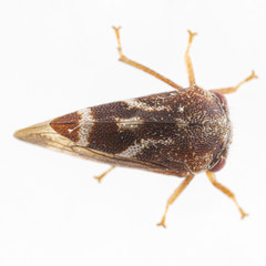 Cyrtolobus fuscipennis