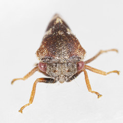 Cyrtolobus fuscipennis