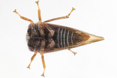 Cyrtolobus fuscipennis