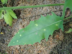 Entyloma hieracii