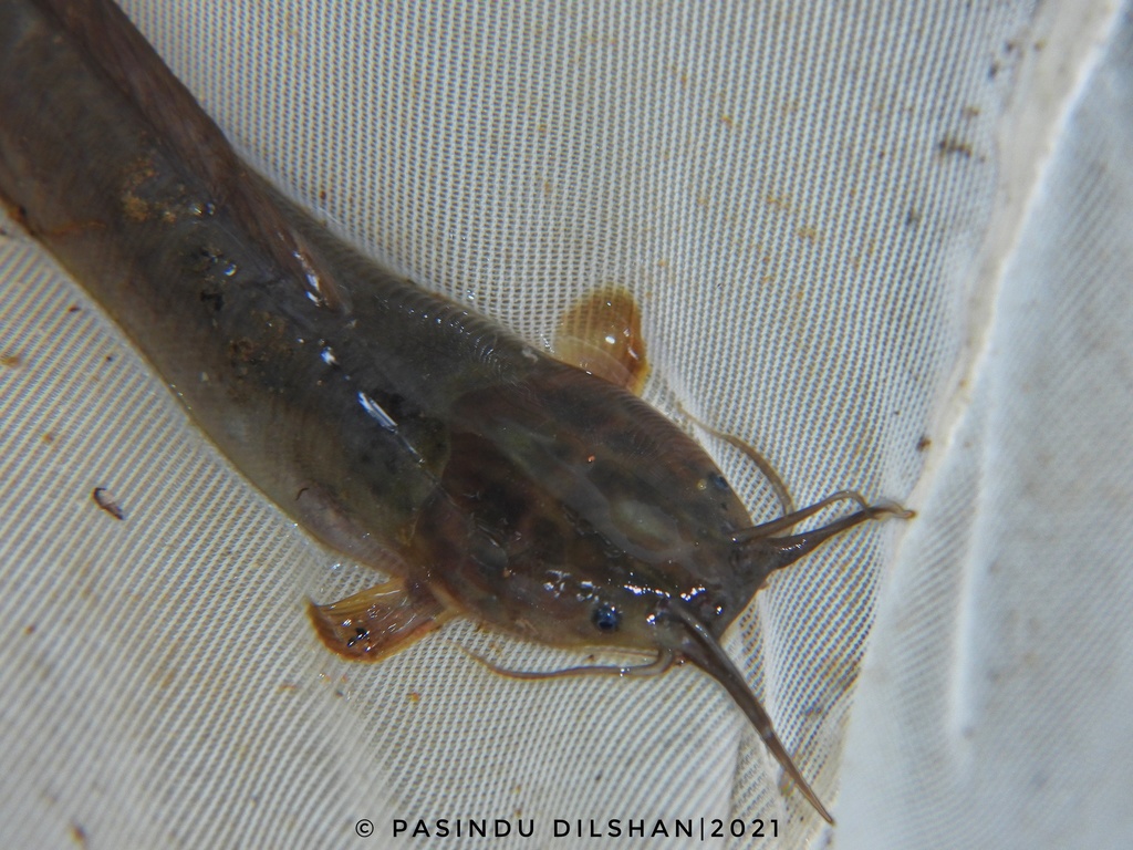 Sri Lanka Walking Catfish