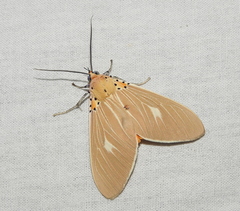 Asota producta