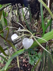 Brassavola nodosa