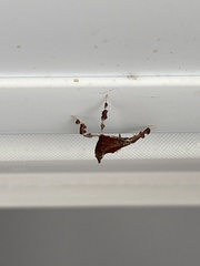 Galasa nigrinodis