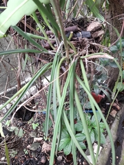 Brassavola nodosa