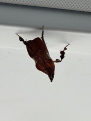 Galasa nigrinodis