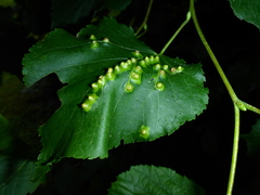 Didymomyia tiliacea