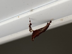 Galasa nigrinodis
