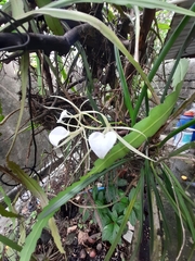 Brassavola nodosa