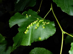 Didymomyia tiliacea