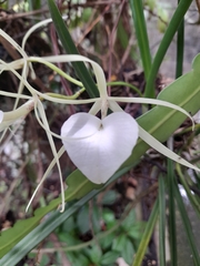 Brassavola nodosa
