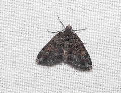Xanthorhoe fumipennis