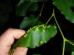 Didymomyia tiliacea
