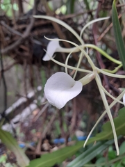 Brassavola nodosa
