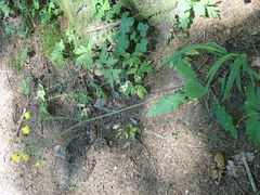 Entyloma hieracii
