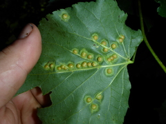 Didymomyia tiliacea