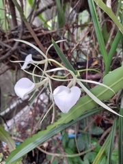 Brassavola nodosa