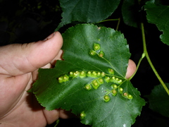 Didymomyia tiliacea
