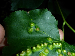 Didymomyia tiliacea