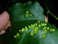 Didymomyia tiliacea