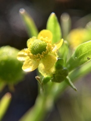 Ranunculus sceleratus