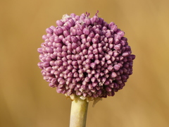 Allium commutatum