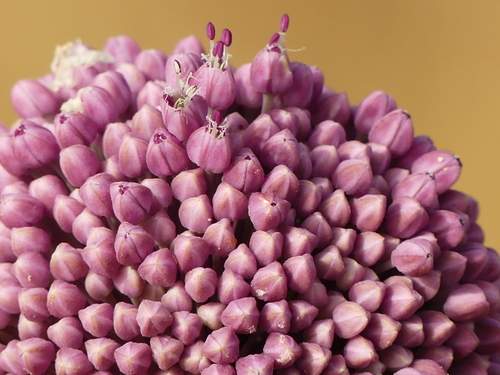 Representative image of Allium commutatum