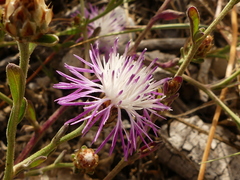 Centaurea tenacissima